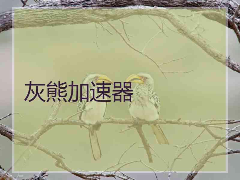 灰熊加速器