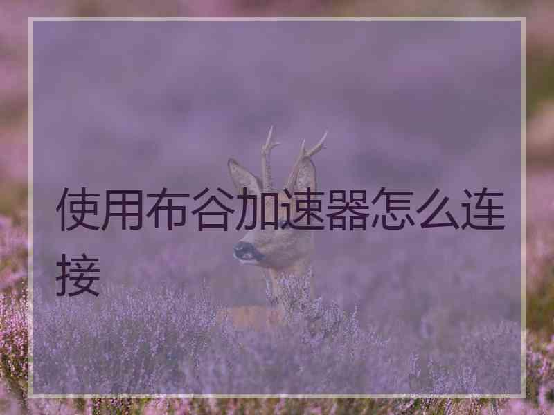 使用布谷加速器怎么连接